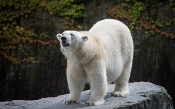 Картинка животные медведи белый медведь полярный камень