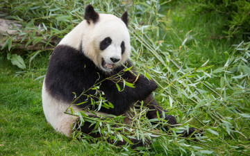 обоя животные, панды, панда, медведь, трава, бамбук