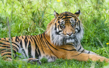 Картинка животные тигры тигр суматранский трава отдых