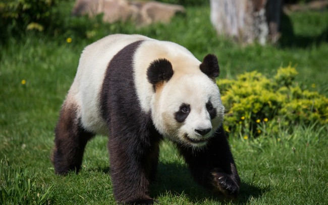 Обои картинки фото животные, панды, панда, медведь, трава