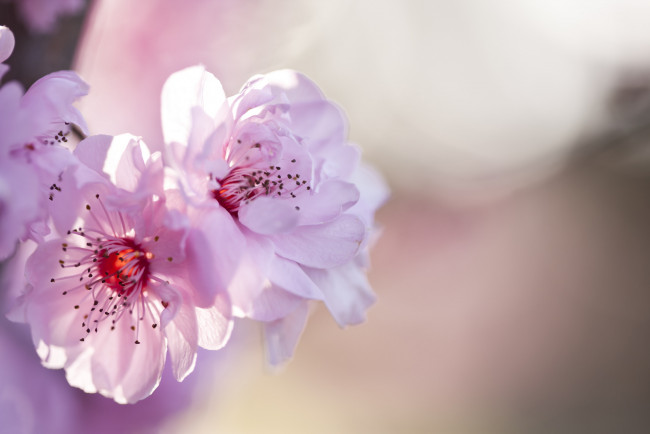 Обои картинки фото цветы, сакура,  вишня, нежные, розовые