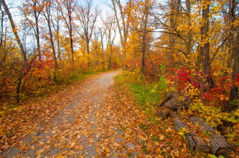 Картинка природа парк сад багрянец осень листья деревья дорожка грусть настроение