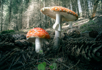 Картинка природа грибы +мухомор лес мухомор