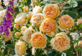 Картинка цветы розы желтые дигиталис наперстянка