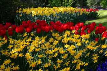 Картинка цветы разные+вместе нарциссы цветение клумба тюльпаны весна