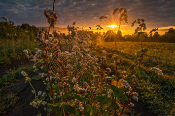 Картинка природа восходы закаты рассвет гречиха луга предгорья алтай паутинка павел филатов солнце