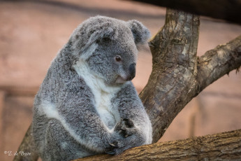 Картинка животные коалы природа дерево мишка животное коала