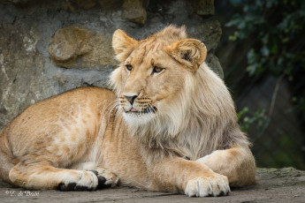 Картинка животные львы животное львица красотка девочка