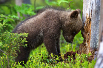 Картинка животные медведи большой животное медведь природа
