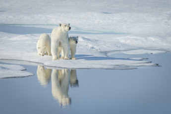 Картинка животные медведи водоем полярный снег