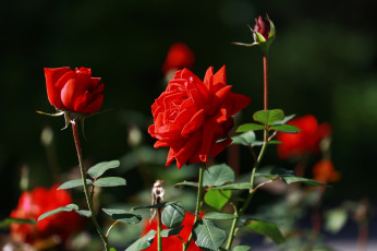 Картинка цветы розы лето красота красные