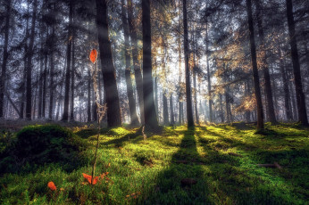 Картинка природа лес солнечные лучи деревья