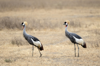 Картинка животные журавли поле птицы природа трава