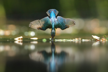Картинка животные зимородки зимородок вода капли полет птица