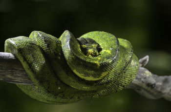 Картинка животные змеи +питоны +кобры питон змея пресмыкающиеся террариум фауна экзотика