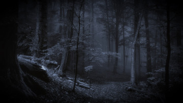 Картинка природа лес ночь