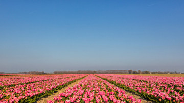 Картинка природа поля тюльпаны