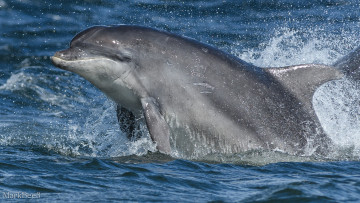 Картинка животные дельфины вода брызги море дельфин