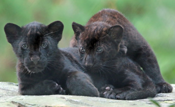 Картинка животные Ягуары черные малыши ягуары природа