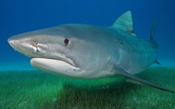 Картинка животные акулы море акула