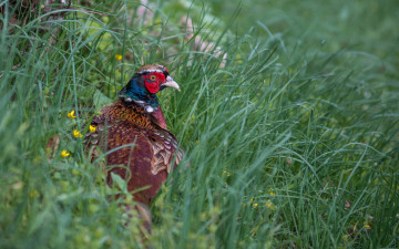 Картинка животные фазаны фазан птица ветки природа трава