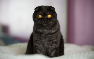 Картинка животные коты черный цвет взгляд