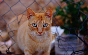Картинка животные коты рыжий цвет проволока растение