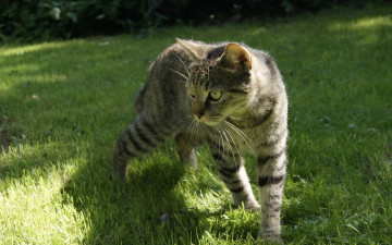 Картинка животные коты трава растения