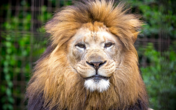 Картинка животные львы морда взгляд