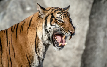 Картинка животные тигры морда оскал