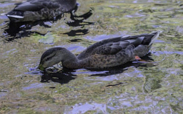 Картинка животные утки природа вода озеро птицы