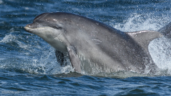 Обои картинки фото животные, дельфины, вода, брызги, море, дельфин