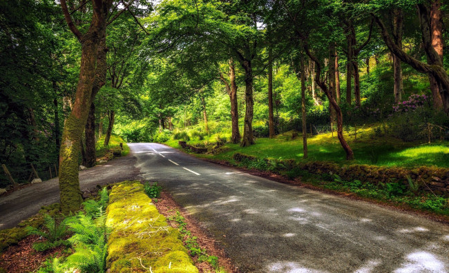 Обои картинки фото природа, дороги, дорога, папоротник, деревья, разметка