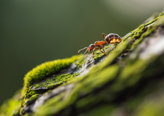 Обои картинки фото животные, муравьеды, природа, макро, мох, камень, муравей