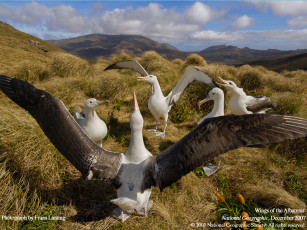 Картинка животные альбатросы