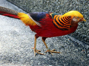 Картинка животные глухари тетерева фазаны