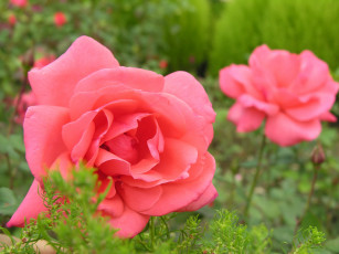 Картинка автор ружа цветы розы розовый зеленый