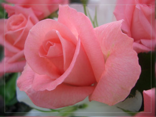 Картинка цветы розы нежный розовый