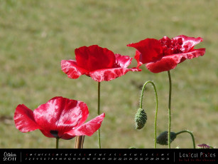Картинка календари цветы маки красный