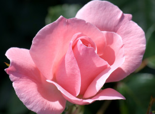 Картинка цветы розы розовый лепестки нежный