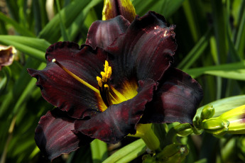 Картинка цветы лилии лилейники черный экзотика