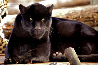 Картинка животные пантеры настороженный хищник черный