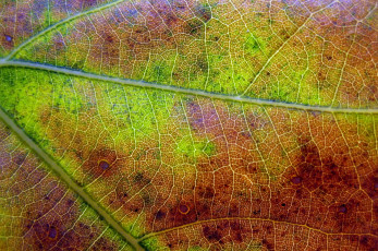Картинка разное текстуры прожилки осень листок
