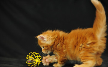 Картинка животные коты игрушка котёнок