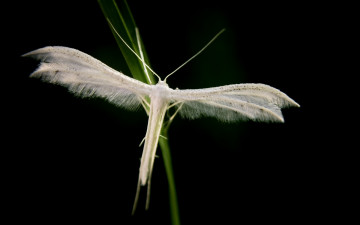 Картинка животные насекомые крылья усики макро