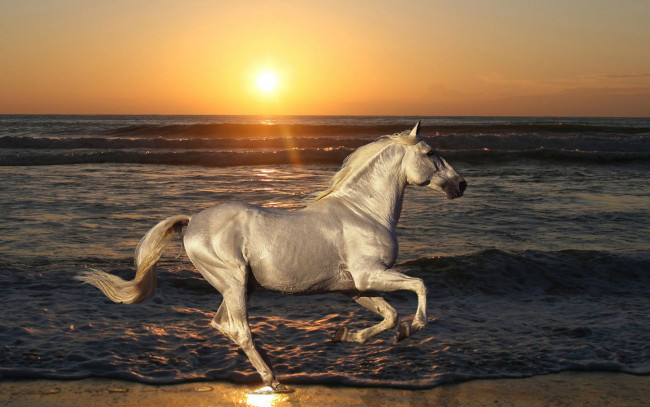 Обои картинки фото животные, лошади, море, закат