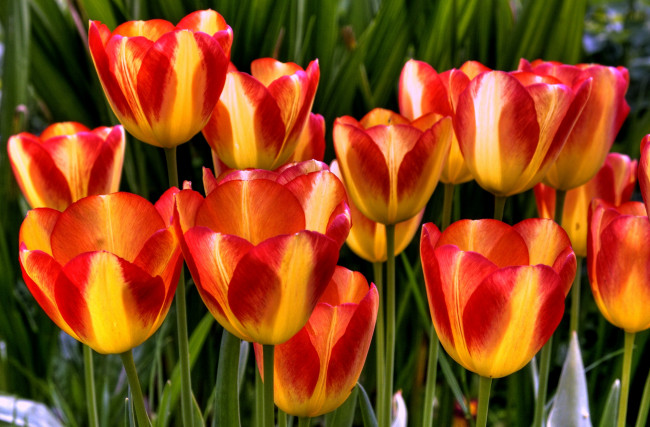 Обои картинки фото цветы, тюльпаны, много, двухцветный, красно-желтый
