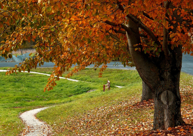 Обои картинки фото природа, деревья, листья, тропинка, осень