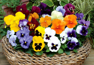 Картинка цветы анютины глазки садовые фиалки разноцветный виола
