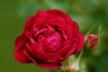 Картинка цветы розы красный бутон